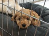 Sevgililer Gününe Özel A Scrli̇ Toy Poodle Yavrularımız