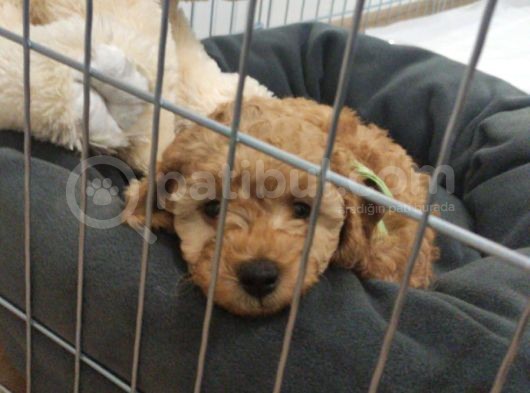 Sevgililer Gününe Özel A Scrli̇ Toy Poodle Yavrularımız görsel