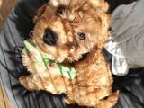 Sevgililer Gününe Özel A Scrli̇ Toy Poodle Yavrularımız