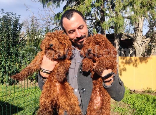 Sevgililer Gününe Özel A Scrli̇ Toy Poodle Yavrularımız görsel