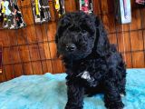 Sevgililer Gününe Özel A Scrli̇ Toy Poodle Yavrularımız
