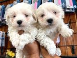 Sevgililer gününe özel maltese terrier yavrularımız