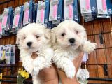 Sevgililer Gününe Özel Maltese Terrier Yavrularımız