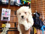 Sevgililer Gününe Özel Maltese Terrier Yavrularımız