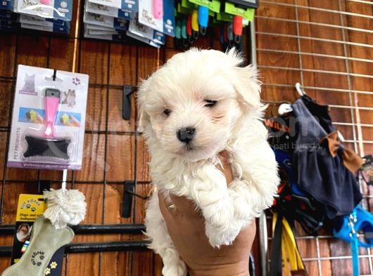 Sevgililer Gününe Özel Maltese Terrier Yavrularımız görsel