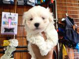 Sevgililer Gününe Özel Maltese Terrier Yavrularımız
