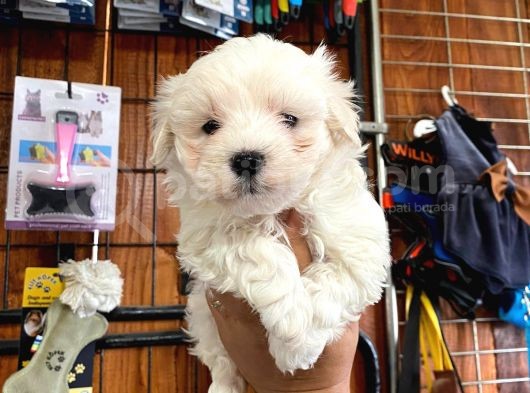 Sevgililer Gününe Özel Maltese Terrier Yavrularımız görsel