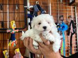 Sevgililer Gününe Özel Maltese Terrier Yavrularımız