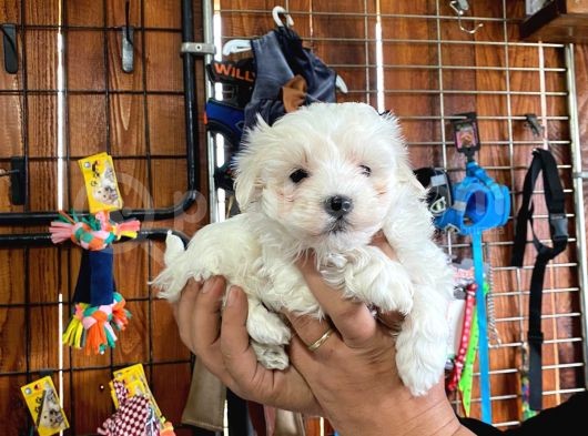 Sevgililer Gününe Özel Maltese Terrier Yavrularımız görsel