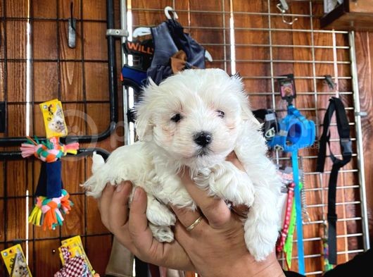 Sevgililer Gününe Özel Maltese Terrier Yavrularımız görsel