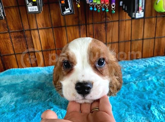 Sevgililer Gününe Özel Cavalier King Charles Spaniel görsel