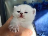A Kalite Bri̇ti̇sh Shorthai̇r Blupoi̇nt Yavrular