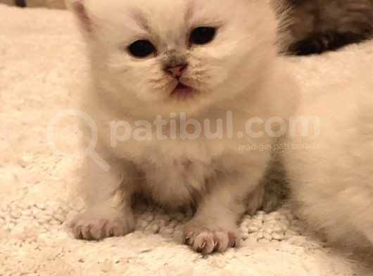 A Kalite Bri̇ti̇sh Shorthai̇r Blupoi̇nt Yavrular görsel