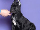 Cane corso yavrusu
