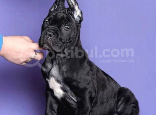 Cane Corso Yavrusu