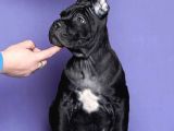 Cane Corso Yavrusu