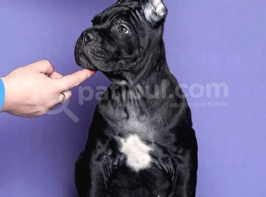 Cane Corso Yavrusu görsel