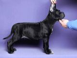 Cane Corso Yavrusu