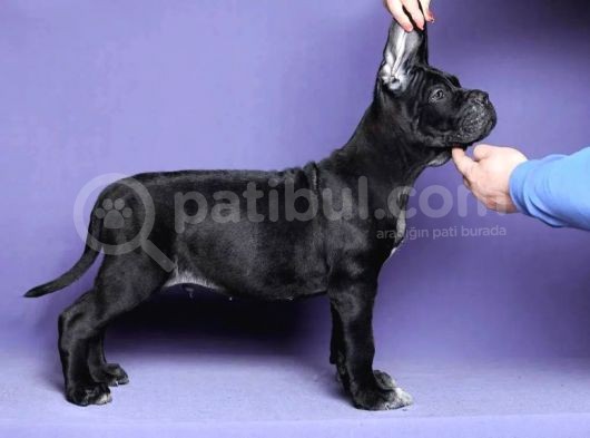 Cane Corso Yavrusu görsel
