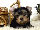 Yorkshire Terrier