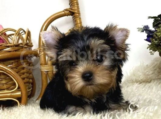 Yorkshire Terrier