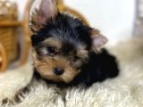 Yorkshire Terrier