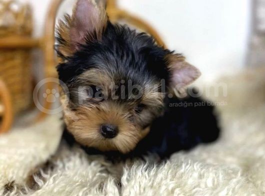 Yorkshire Terrier görsel