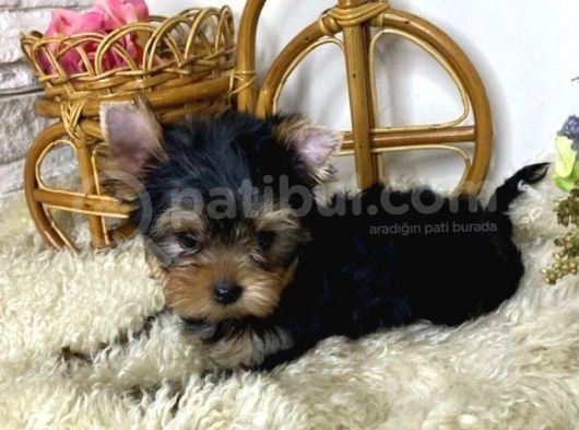 Yorkshire Terrier görsel