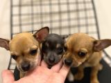 Parmak Boyunda Chihuahua Yavrular
