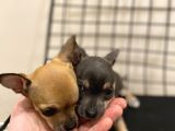Parmak Boyunda Chihuahua Yavrular