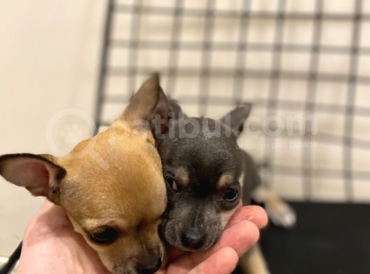 Parmak Boyunda Chihuahua Yavrular görsel