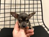 Parmak Boyunda Chihuahua Yavrular