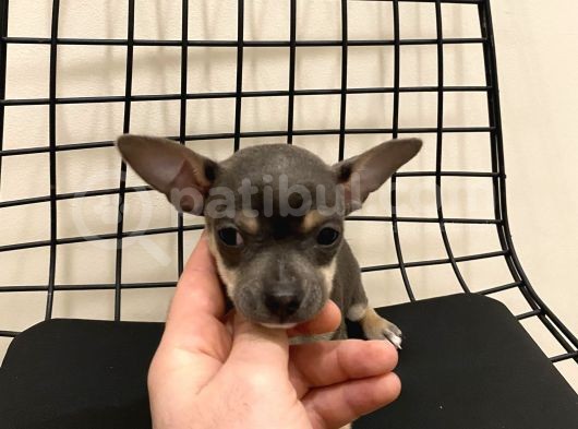 Parmak Boyunda Chihuahua Yavrular görsel