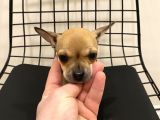 Parmak Boyunda Chihuahua Yavrular
