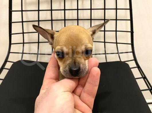 Parmak Boyunda Chihuahua Yavrular görsel