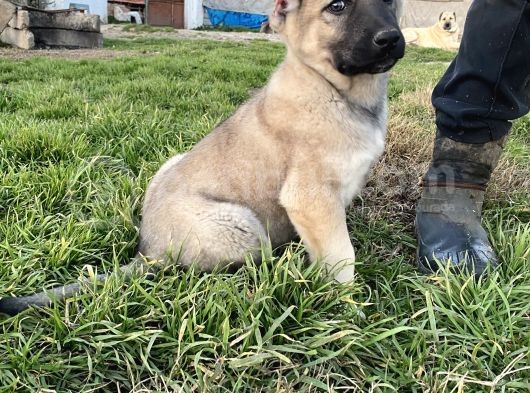 Mükemmel Kalite Kangal Yavrular görsel