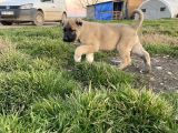 Mükemmel Kalite Kangal Yavrular