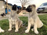 Mükemmel Kalite Kangal Yavrular