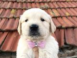 Baby face golden yavrular