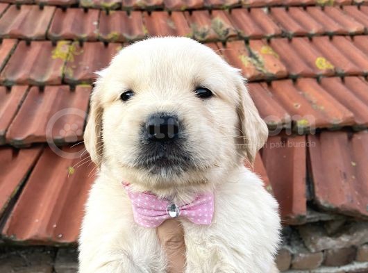 Baby Face Golden Yavrular