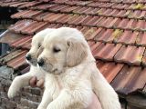 Baby Face Golden Yavrular