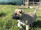 Mükemmel Kalite KANGAL yavrular