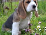 Beagle Yavrulari