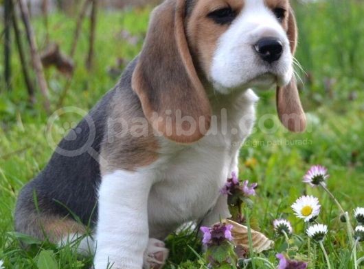 Beagle Yavrulari görsel