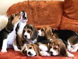 BEAGLE YAVRULARI