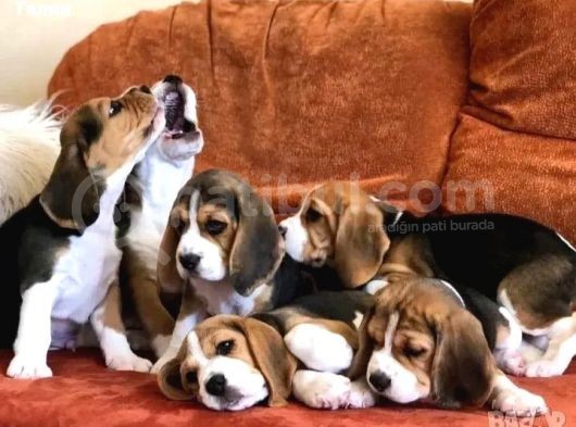Beagle Yavrulari