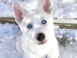 A Kalite Kar Beyazı husky mavi Gözlü