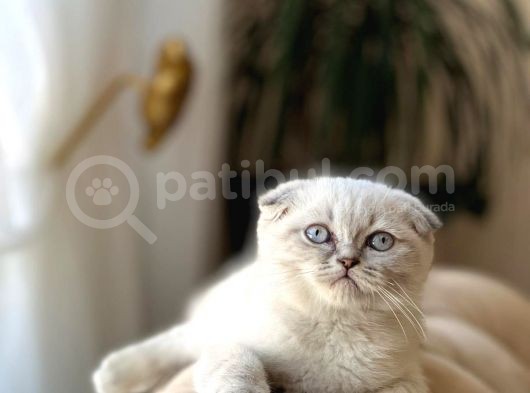 Sifir Kulak Lnxy Poi̇nt Scotti̇sh Fold Yavurmuz görsel