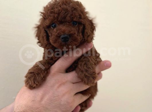 Mini Boy Tük Dökmeyen Poodle Yavrular  görsel