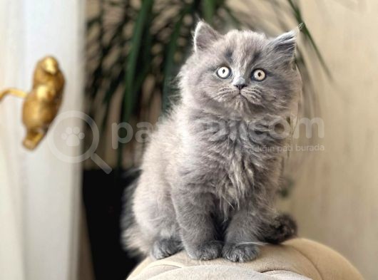 Safkan Bri̇ti̇sh Longhai̇r Sevi̇mli̇ Yavrumuz görsel